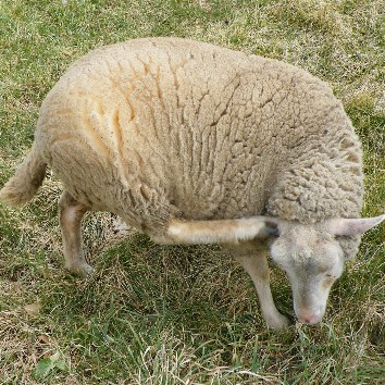 carte 3 mouton